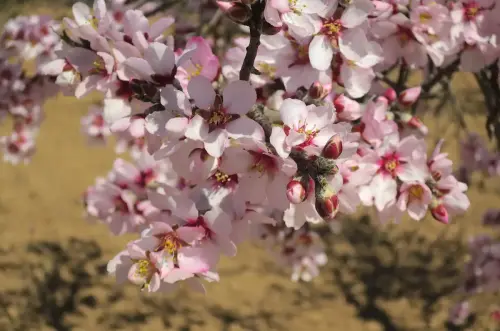 Almendro-Prunus-dulcis