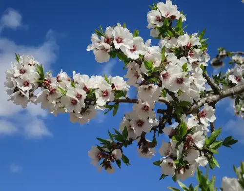 Almendro-Prunus-dulcis2