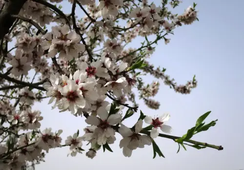 Almendro-Prunus-dulcis3