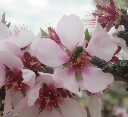 Almendro-Prunus-dulcis4