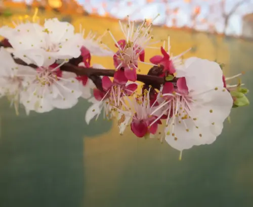 Almendro-Prunus-dulcis5