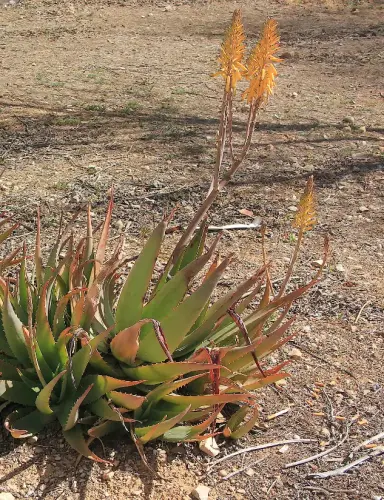 Aloe-vera