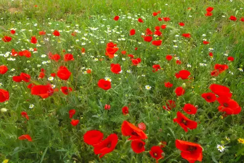 Amapola9