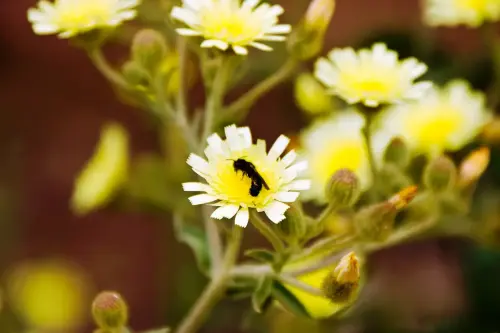 Andryala-interglifolia