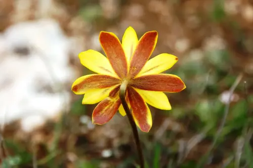 Anemona-Anemone-palmata