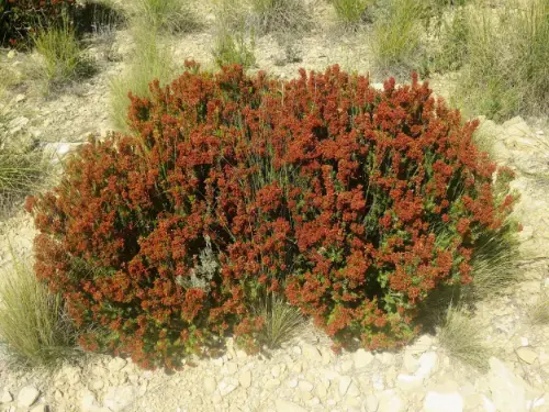 Brezo-Erica-multilflora