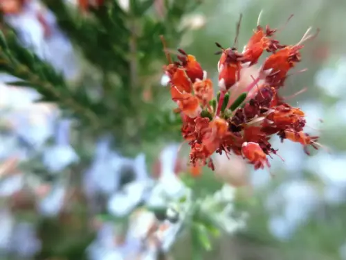 Brezo-Erica-multilflora2