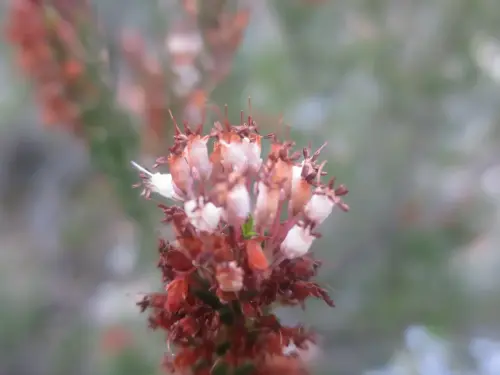 Brezo-Erica-multilflora3