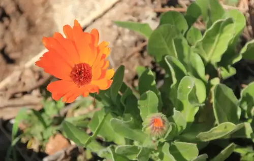 Calendula-Calendula-officinalis