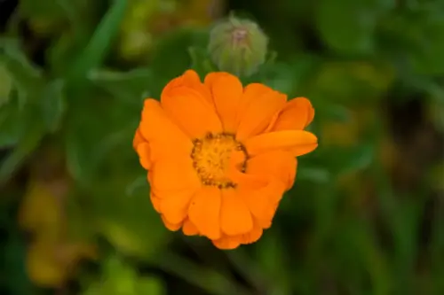 Calendula-officinalis