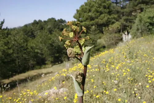 Canaeja-Thapsia-villosa