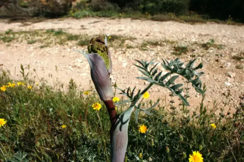 Canaeja-Thapsia-villosa2