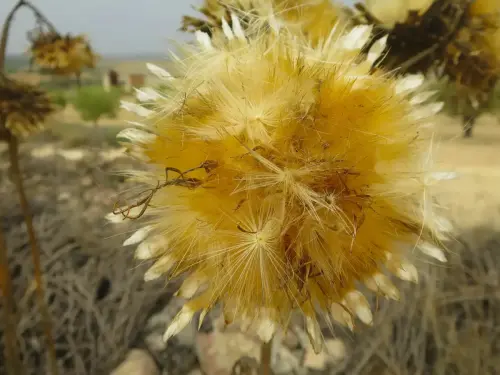 Cardo-yesquero2