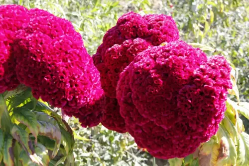 Celosia-Celosia-argentea