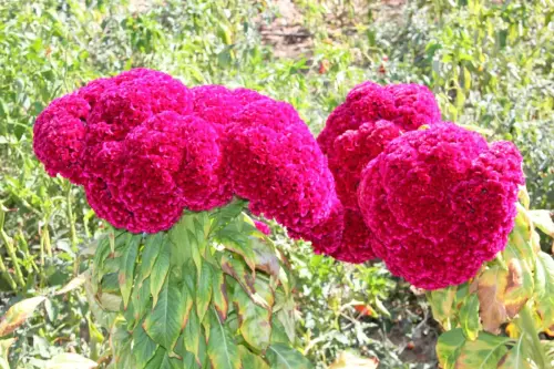 Celosia-Celosia-argentea2