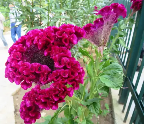 Celosia-Celosia-argentea3