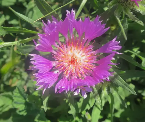 Centaurea-pullata