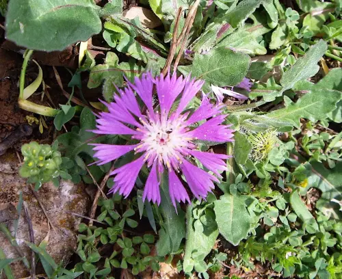 Centaurea-pullata2