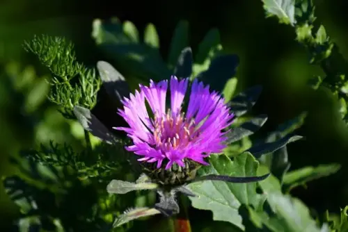 Centaurea