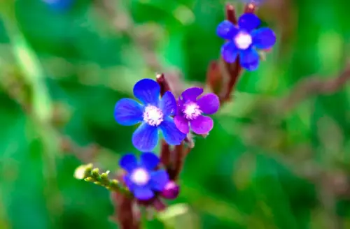 Chupamieles-Lenguaza-Anchusa-azurea