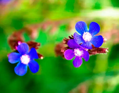 Chupamieles-Lenguaza-Anchusa-azurea2
