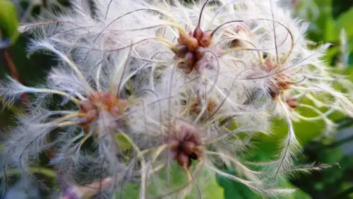 Clematide-Hierba-del-pordiosero