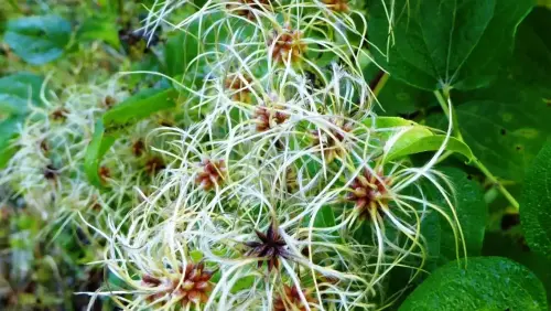 Clematide-Hierba-del-pordiosero2