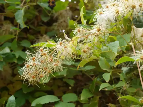 Clematide-Hierba-del-pordiosero3