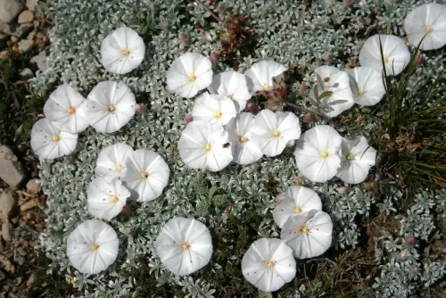 Convulvulus-boissieri