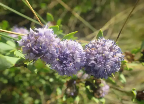 Coronilla-de-fraile-o-Cibullana-Globularia-alypun