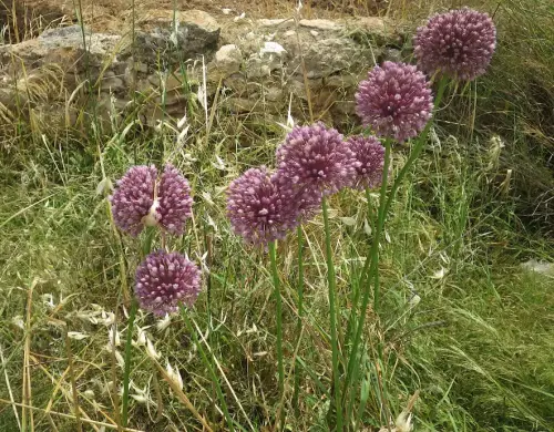 Coronilla-de-fraile-o-Cibullana-Globularia-alypun3