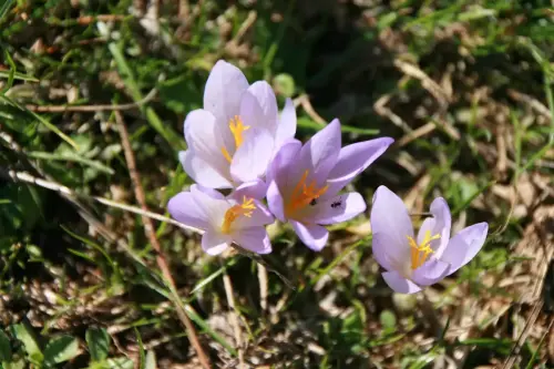 Crocus-carpetanus-Azafran-serrano