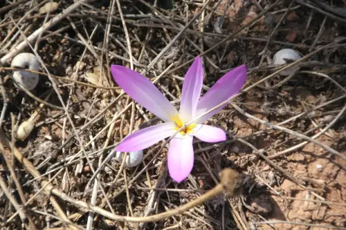 Crocus-carpetanus-Azafran-serrano10
