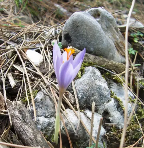 Crocus-carpetanus-Azafran-serrano2