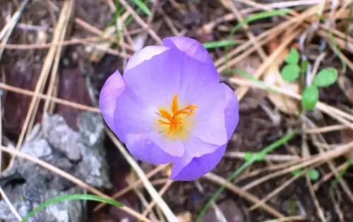 Crocus-carpetanus-Azafran-serrano3