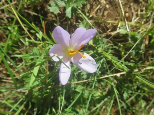 Crocus-carpetanus-Azafran-serrano5