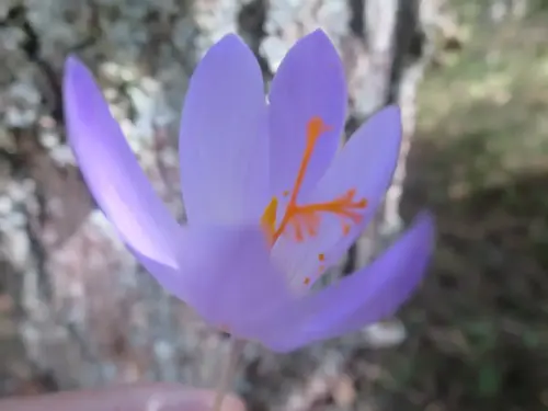 Crocus-carpetanus-Azafran-serrano6