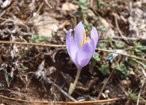 Crocus-carpetanus-Azafran-serrano8