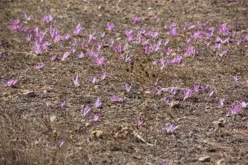 Crocus-carpetanus-Azafran-serrano9