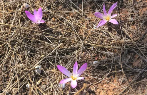 Crocus-carpethanus11