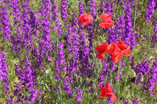 Espuela-de-Caballero