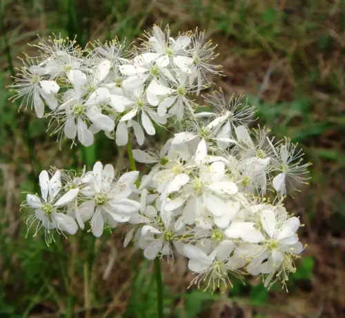 Filipendula-vulgaris