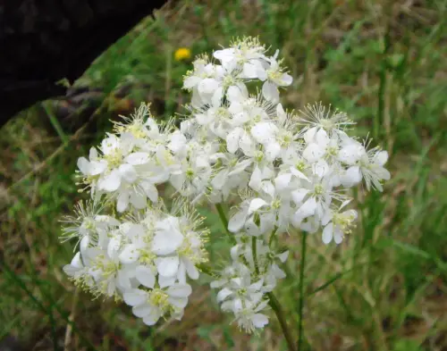 Filipendula-vulgaris2