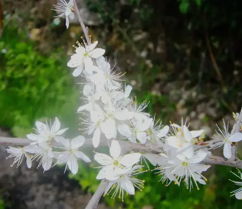 Filipendula-vulgaris3