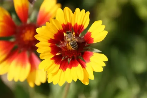 Gallardia-ornamental