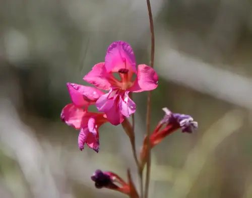 GladioloMayo-Gladiolus-communis