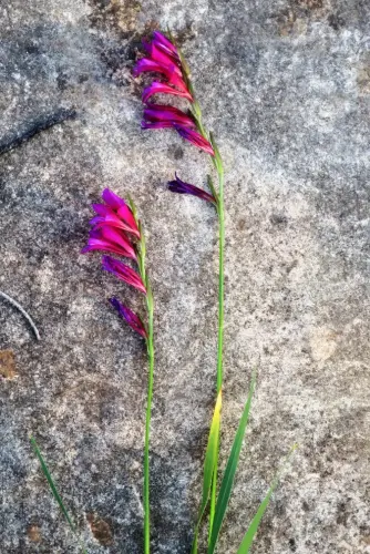 GladioloMayo-Gladiolus-communis2