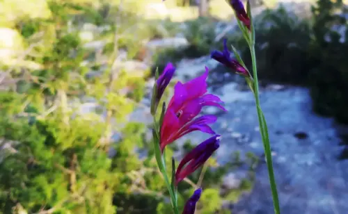 GladioloMayo-Gladiolus-communis3