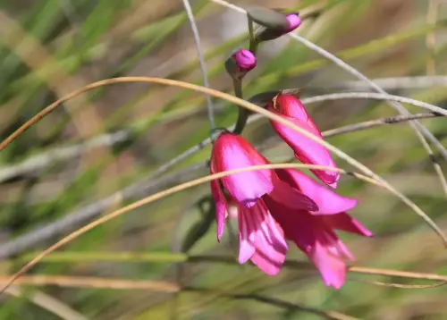 GladioloMayo-Gladiolus-communis4