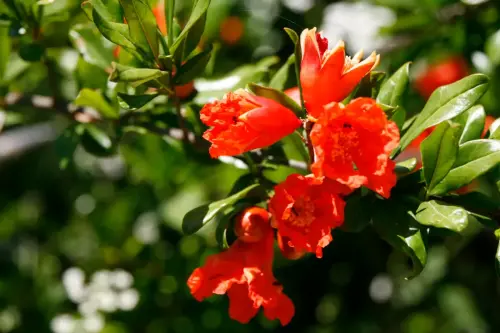 Granado-Punica-granatum